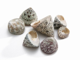 Troca Stellatus 1 kg