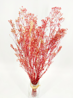 Gipskruid Gypsophila Roze Berry