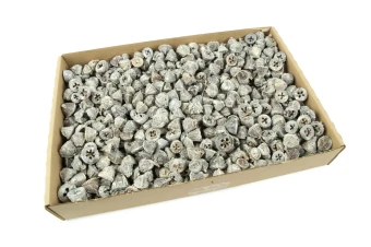 Eucalyptus Clocks White-Wash 1 kg.