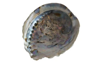 Abalone 12-14 cm