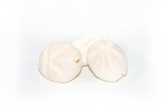 Zee egels Dapaw Dapaw 9 st.