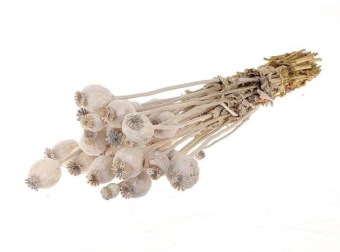 Papaver Bundel Frosted White