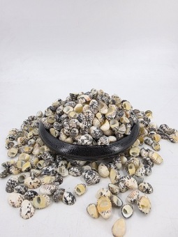 Nerita Polita Large 1 kg.