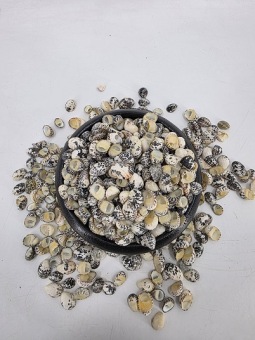 Nerita Polita Large 1 kg.