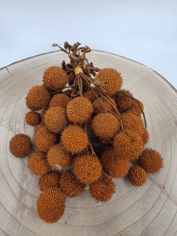 Plataanvrucht Bussel Oranje