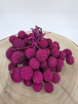 Plataanvrucht Bussel Fuchsia