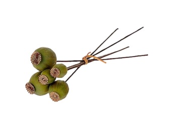 Papaver Bundel Groen 6 st.