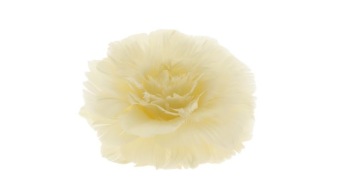 Feather Rose Op Clip Crème ⌀11 cm