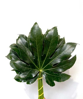 Aralia-blad-25-30-cm-bladgroen-bloemschikken-dentergem