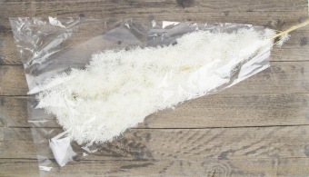 Asparagus Myriocladus Gepreserveerd Gebleekt