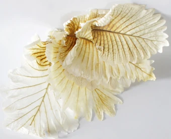 Caban Bladeren Gebleekt 5 st.