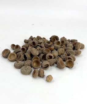 eikel-hoedjes-natuur-acorn-heads-natural-100gr-perspectief