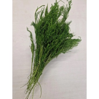 Erica mos geconserveerd groen