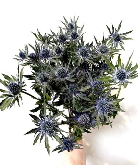 eryngium-planum-orion-blauwe-distel-dentergem-bloemschikmateriaal