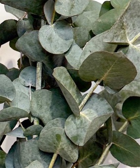 Eucalyptus-cinerea-200-gr-bloemschikken-dentergem