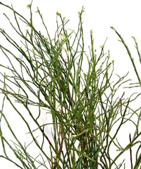 Heidelbeer-bosbes-takken-voor-bloemschikken-dentergem