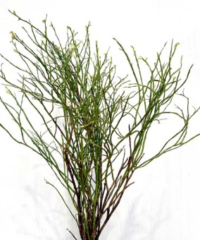 Heidelbeer-bosbes-takken-voor-bloemschikken-dentergem