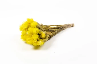 Helichrysum geel