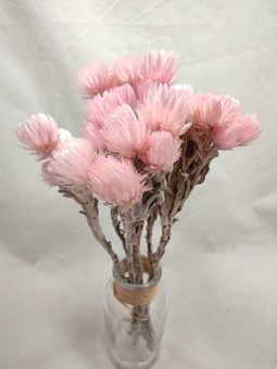 Helichrysum cape rose claire - fleurs séchées