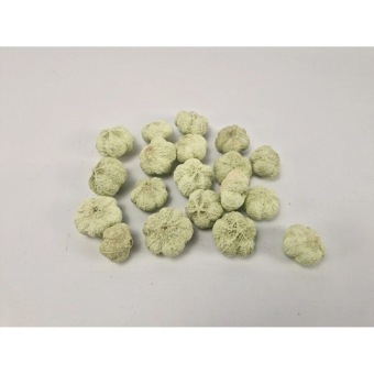 Mini Pumpkin 250 gr Pastel Groen