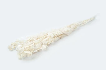 Nicandra Gepreserveerd Gebleekt 125 gr.