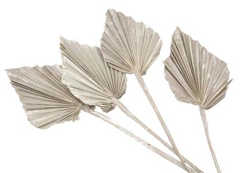 Gedroogde palmbladeren speervorm - palm speer - droogbloemen