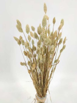 Natuurlijke Phalaris of kanariekruid - droogbloemen