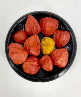 gedroogde Physalis oranje lampionnaturel