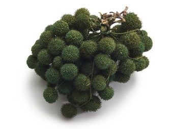 Plataanvrucht Bussel Mosgroen