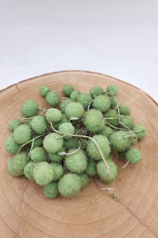 Plataanvrucht Bussel Pastel Groen