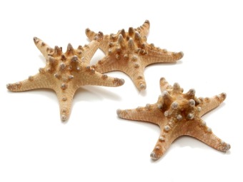 Zeesterren Rhinoceros Naturel 10-15 cm 12 st.