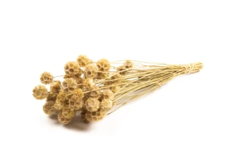 Wild Scabiosa Naturel 80 gr.