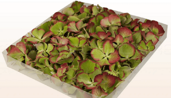 Hortensiablaadjes Vintage Groen