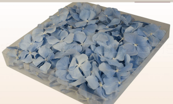 Hortensiablaadjes Licht Blauw