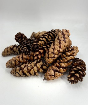 STROBUS-NATUREL-15-STUKS