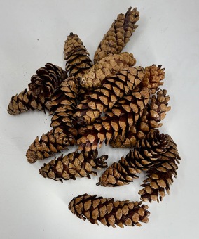 STROBUS-NATUREL-15-STUKS