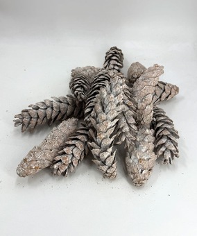 STROBUS-NATUREL-WHITE_WASH