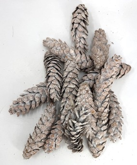 STROBUS-NATUREL-WHITE_WASH