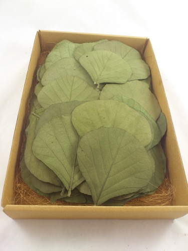 Cobrablad appelgroen 100 st.