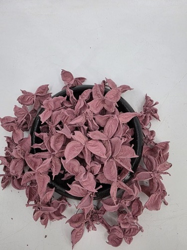 Cotton Pods 150 gr. Roze