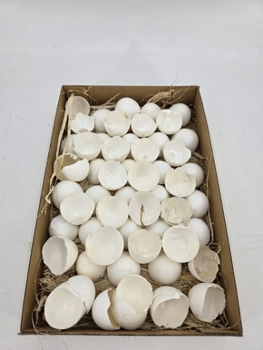 Kippenei Schalen Wit