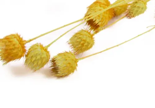 Aardbeiendistel Naturel