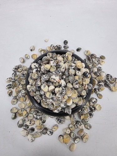 Nerita Polita Large 200 gr.