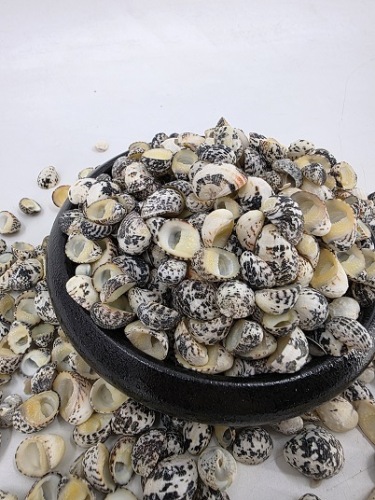 Nerita Polita Large 200 gr.