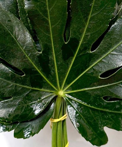Aralia-blad-25-30-cm-bladgroen-bloemschikken-dentergem