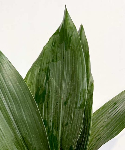 Aspidistra-blad-per-10-60-cm-bladgroen-voor-bloemschikken-dentergem