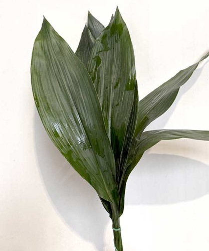 Aspidistra-blad-per-10-60-cm-bladgroen-voor-bloemschikken-dentergem