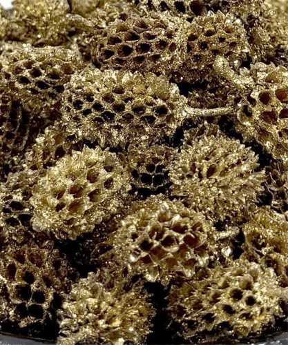 Casuarina 500 gr. Goud