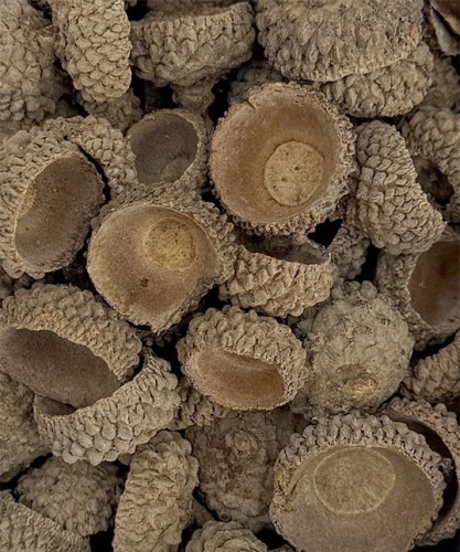 eikel-hoedjes-natuur-acorn-heads-natural-100gr-detail