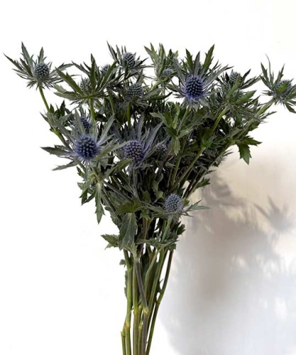 eryngium-planum-orion-blauwe-distel-dentergem-bloemschikmateriaal